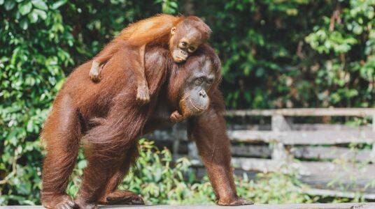 Sepilok Orangutan Rehabilitation Centre