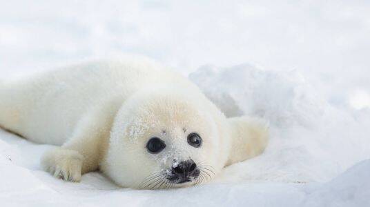 Harp Seal Pups of the White Sea