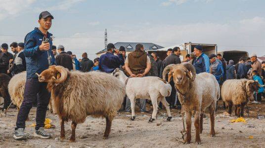 The Livestock Market in Urgench