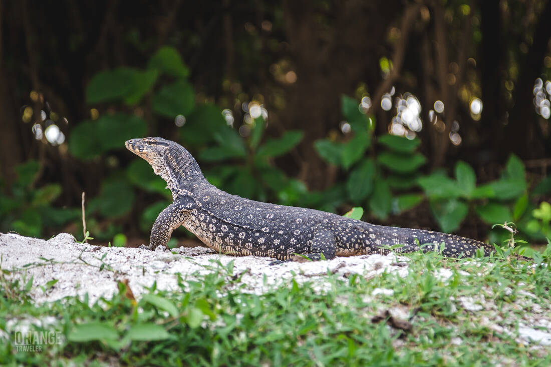 The monitor lizard of Turtle Island