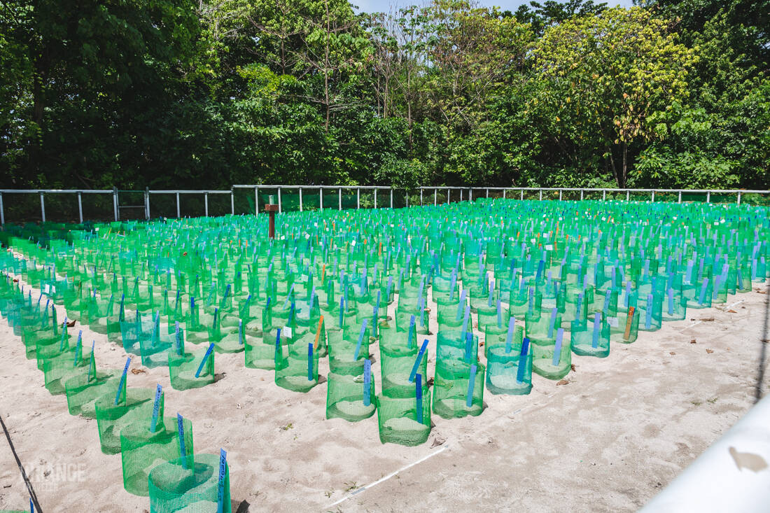 The turtle egg incubator on Selingan Island