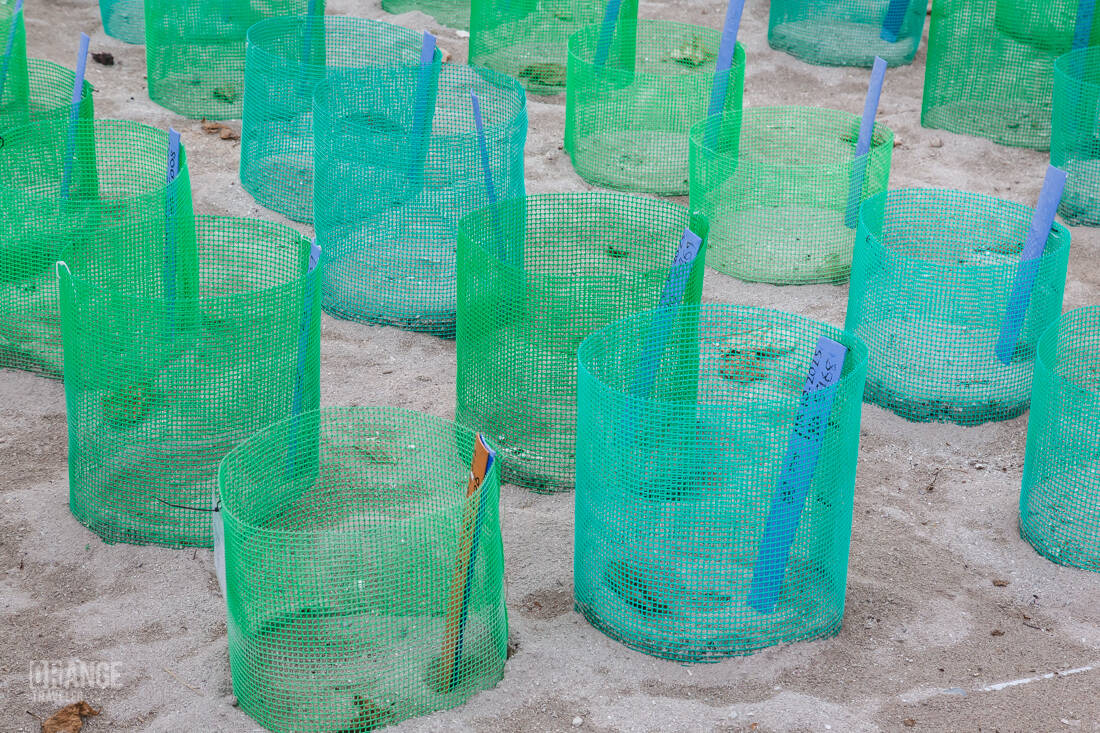 Turtle egg incubator on Selingan Island