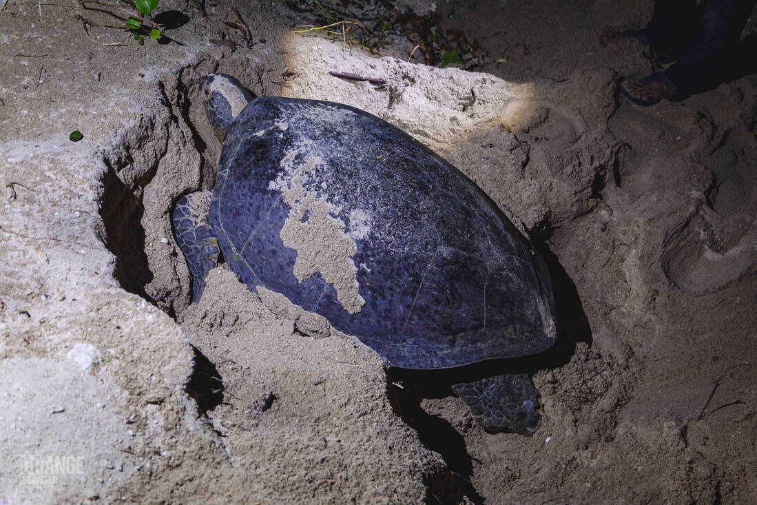 A turtle lays egg on Selingan Island