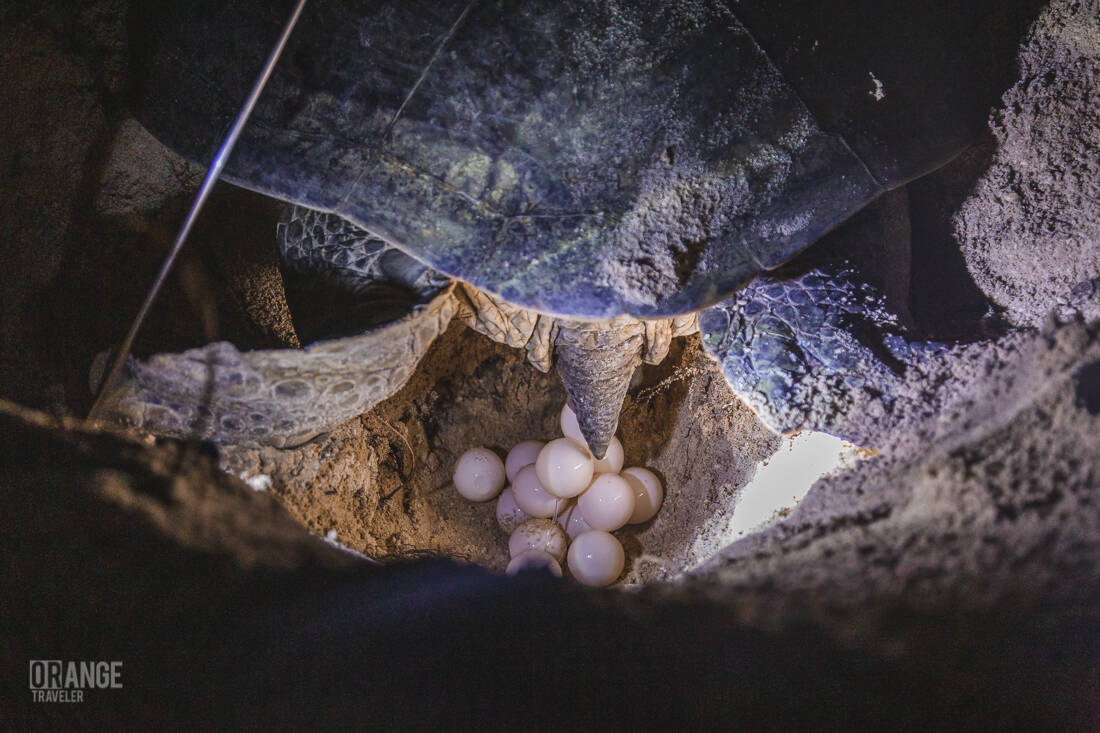 The Turtle egg clutch