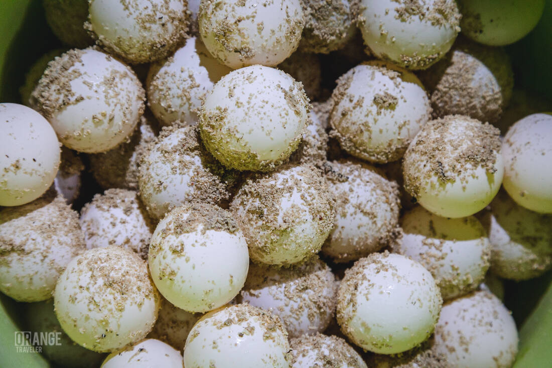 Sea turtle eggs