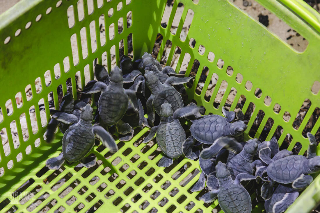 Baby sea turtles