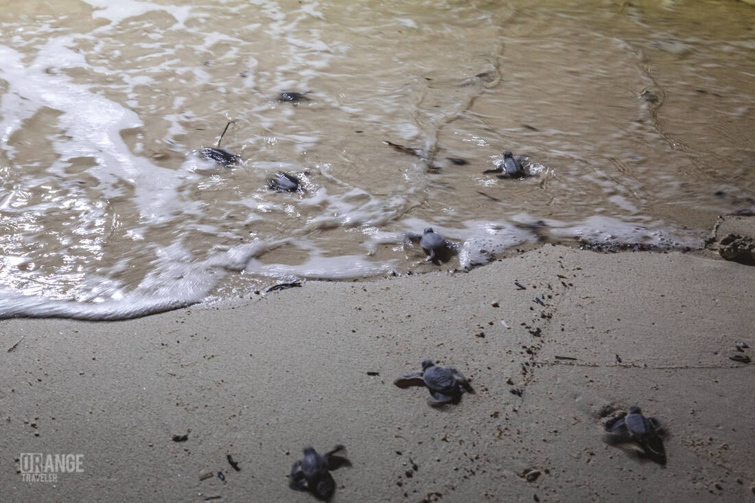 Baby sеa turtles making their way to the sea