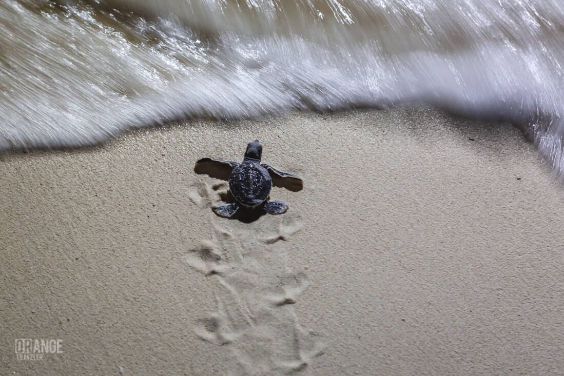 A baby sea turtle making its way to the sea