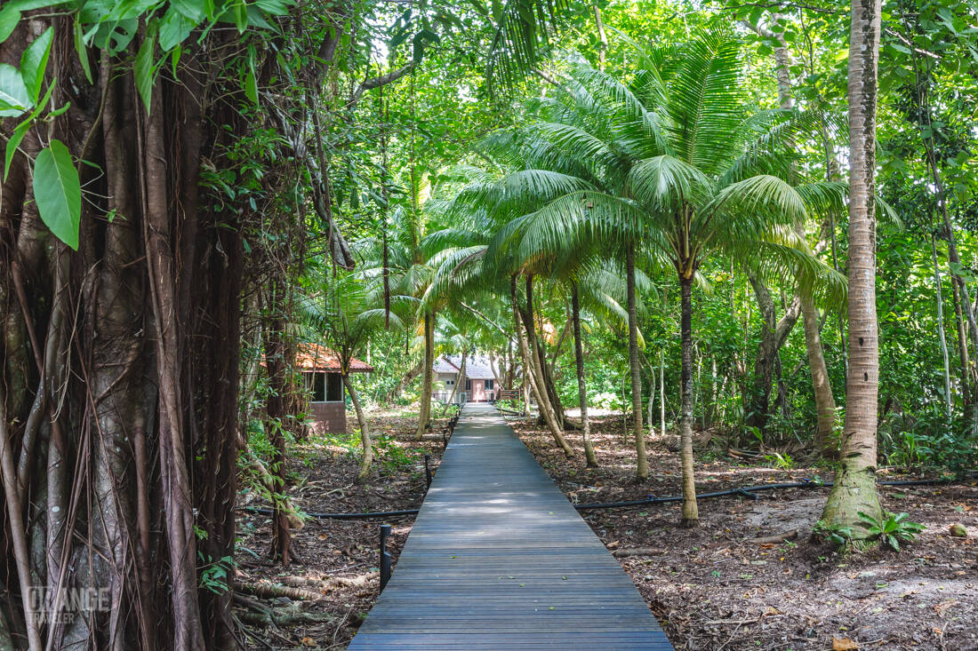 Paths on Selingan Island