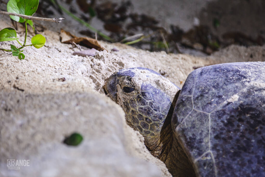 A female turtle lays eggs