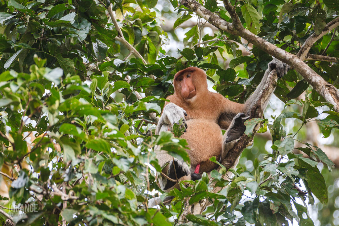 Proboscis monkey in Borneo