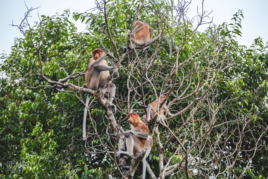 A group of proboscis monkeys in Sabah