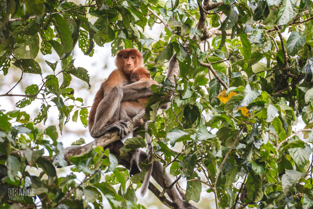 A female proboscis monkey with her baby