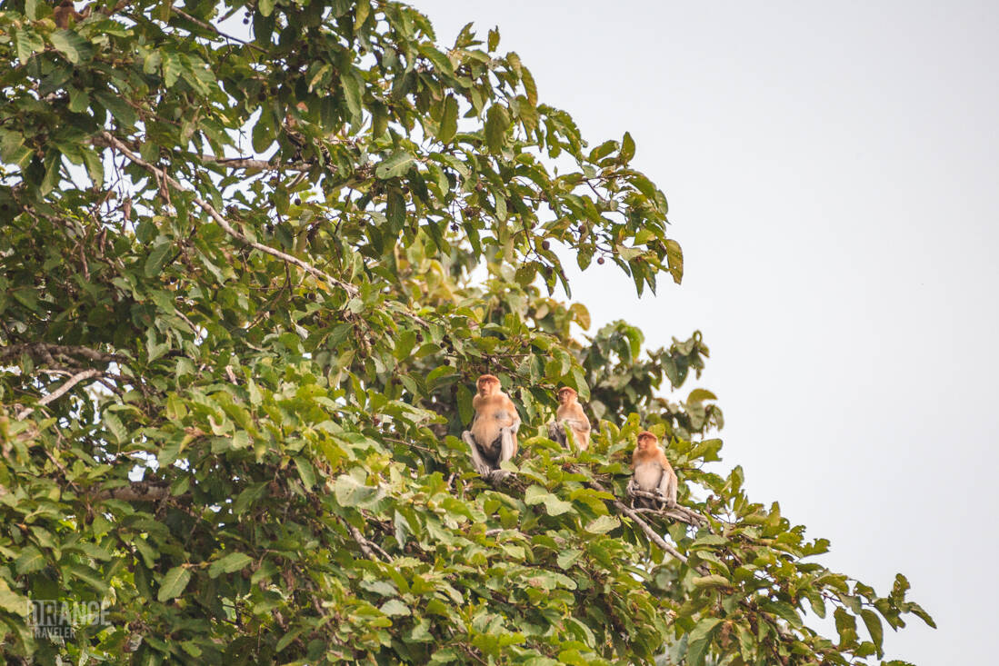 A group of proboscis monkeys on the Kinabatangan river