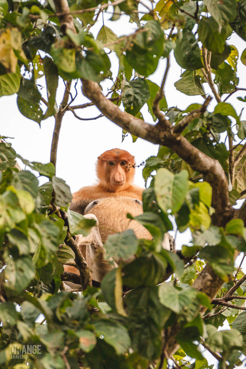 Male proboscis monkey the treetops