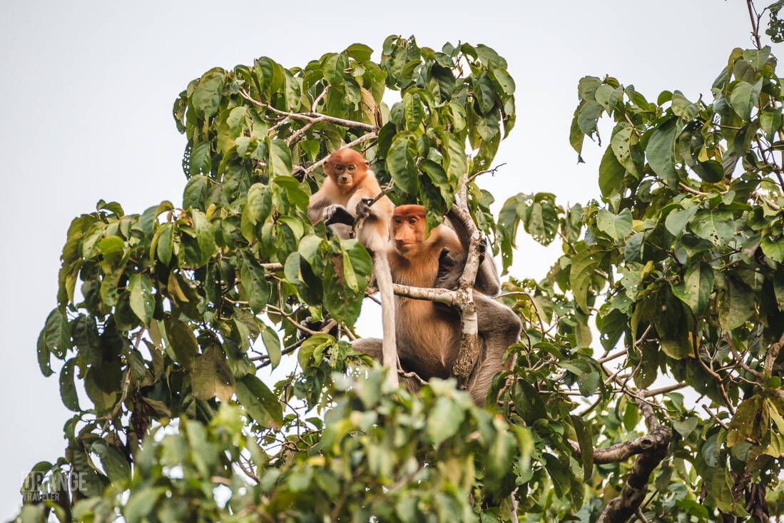 A Female Proboscis monkey with her baby
