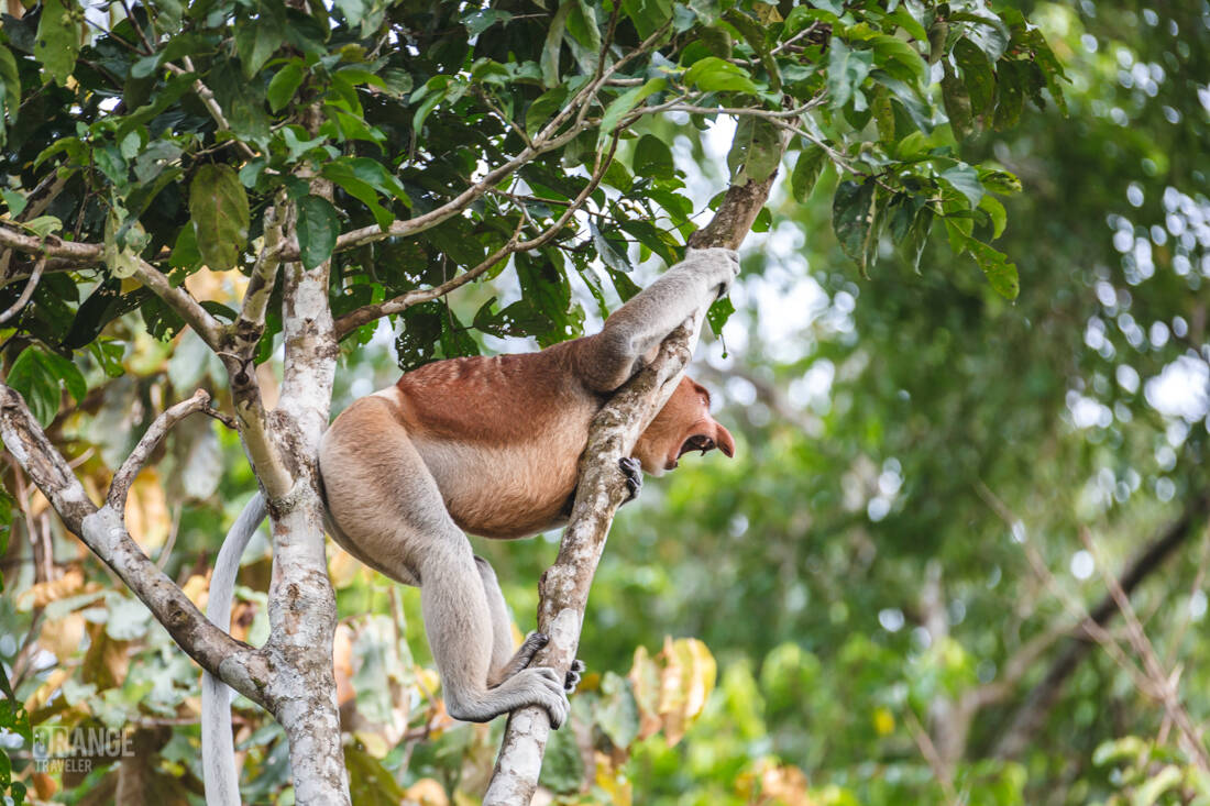 Male proboscis monkey calling