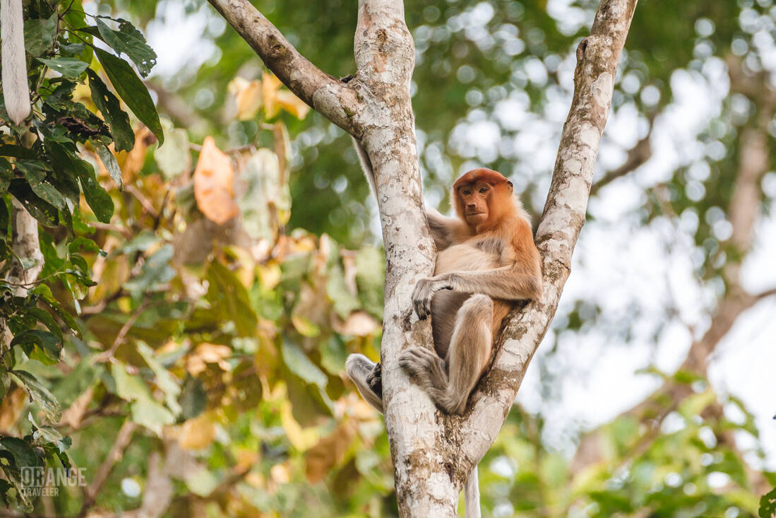 A female proboscis monkey in Borneo