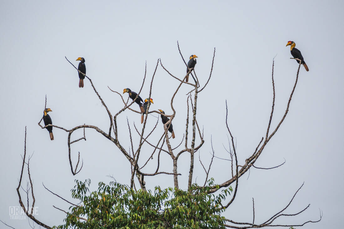 Hornbills on the Kinabatangan River