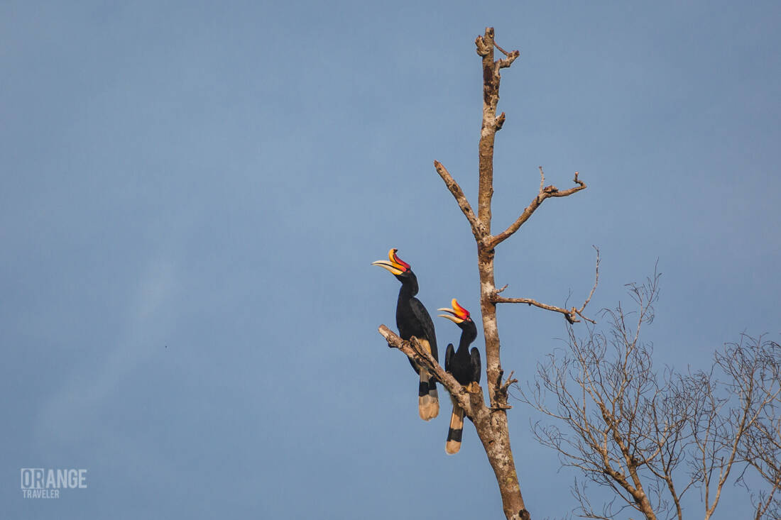 a pair of hornbills in Borneo