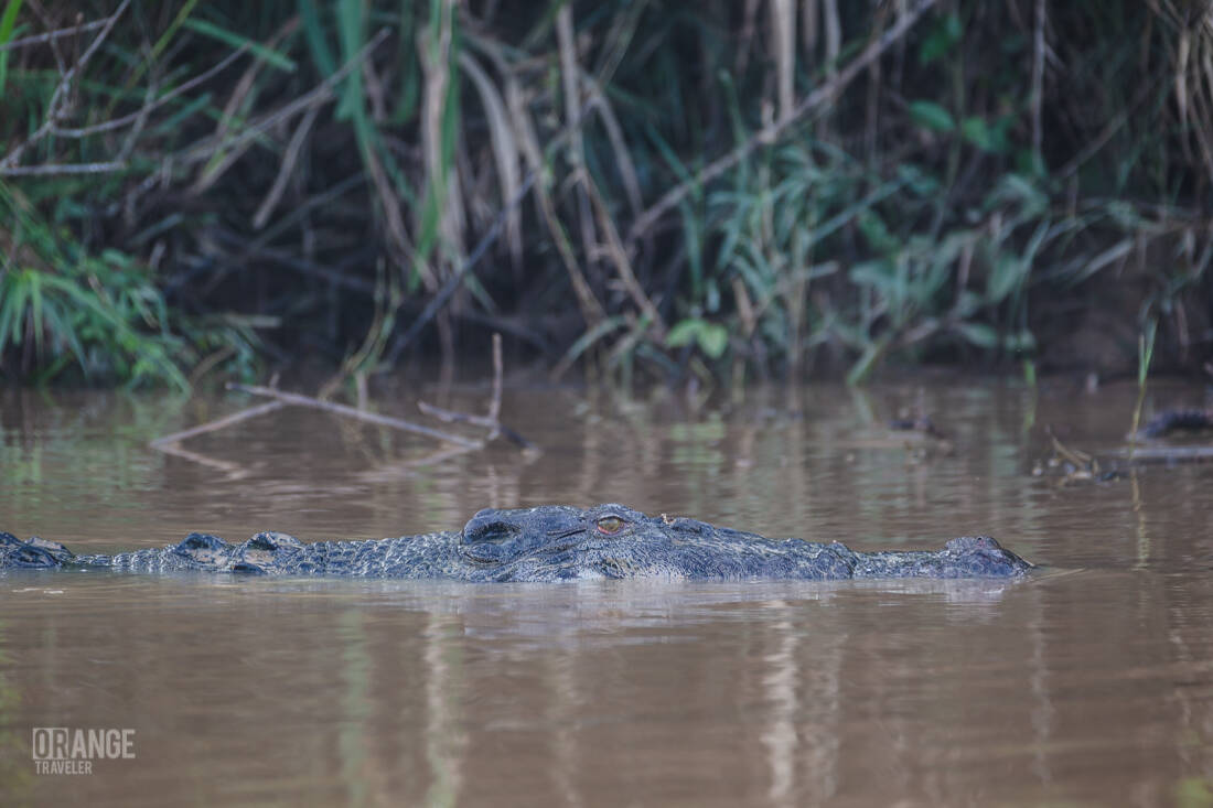 Saltwater crocodile on the Kinabatangan river