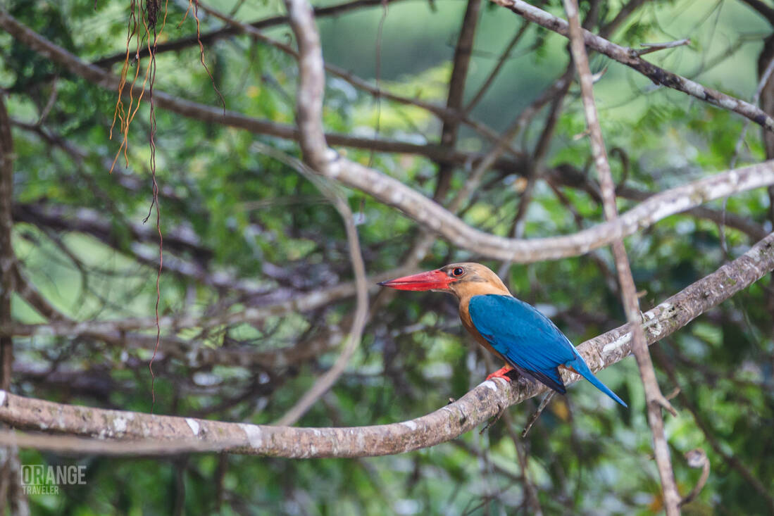 A kingfisher in Borneo