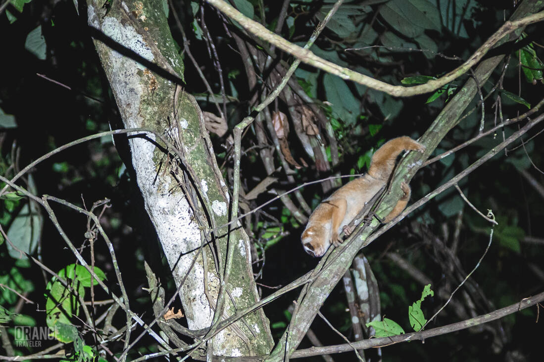 a loris in the jungles of Borneo
