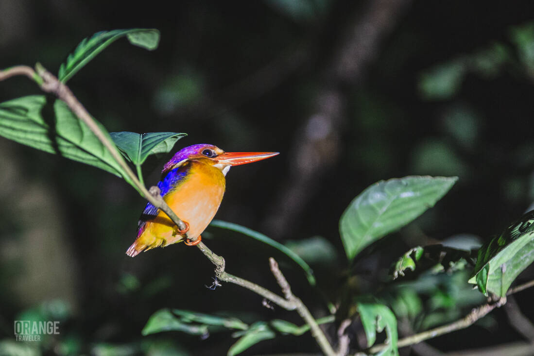 A kingfisher sleeping on a branch on the Kinabatangan river