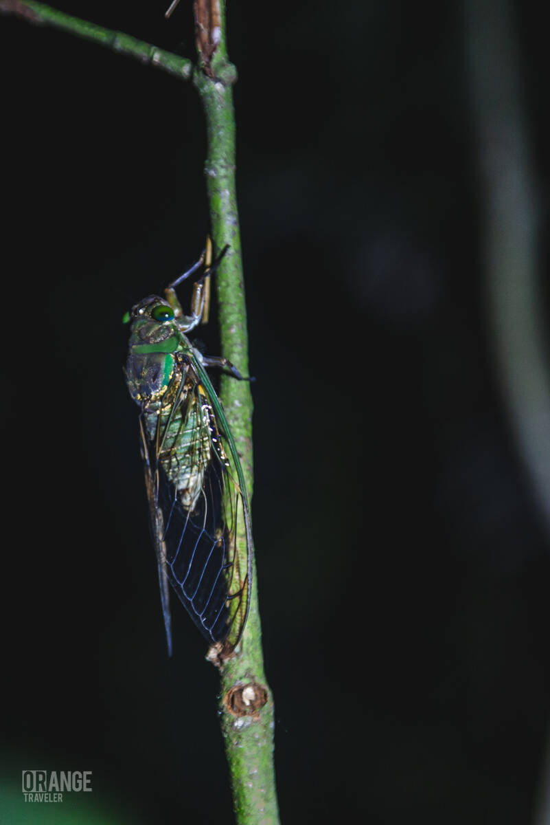 An insect in the jungles of Borneo