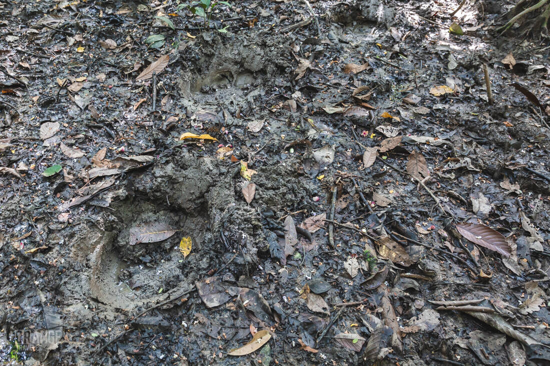 A elephant footprint I the jungles of Borneo