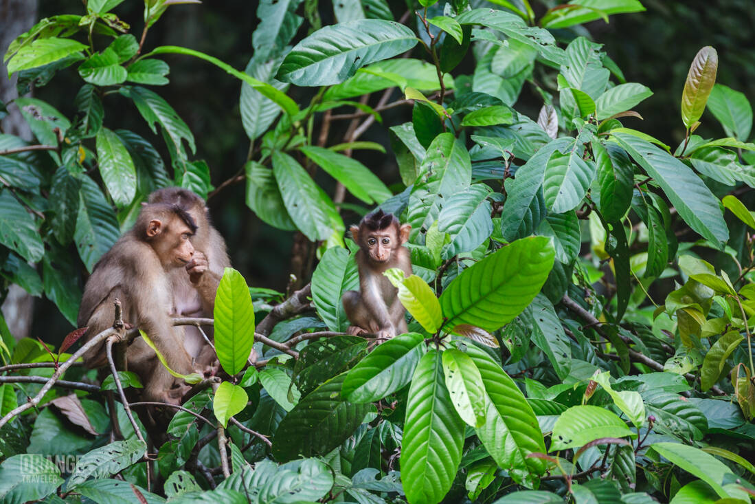 A troop of long-tailed macaques on the Kinabatangan River