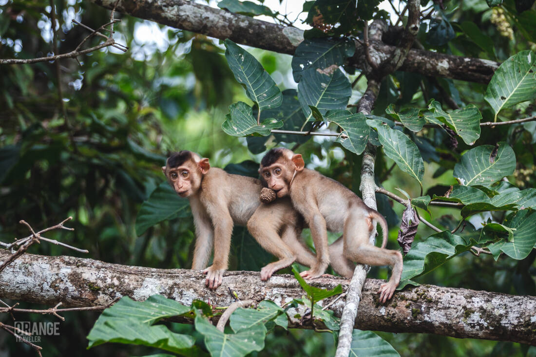 Long-tailed macaques in Borneo