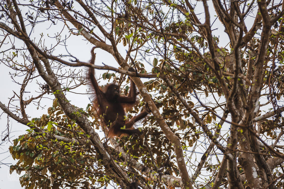 Orangutan on the Kinabatangan River