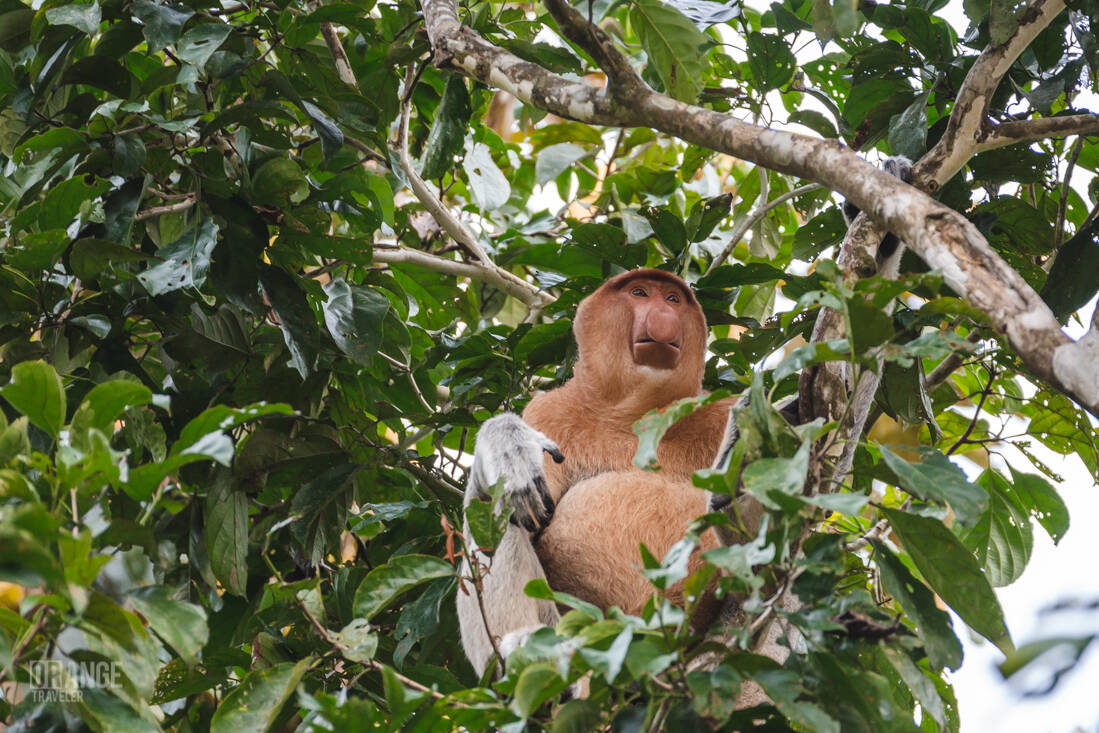 Proboscis monkey on the Kinabatangan River