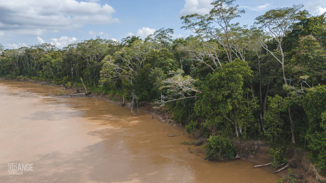 The bank of the Kinabatangan River