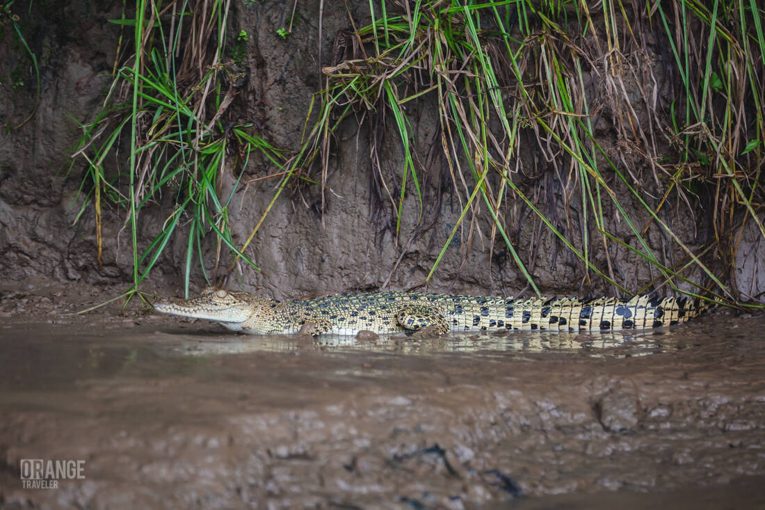 Baby saltwater crocodile