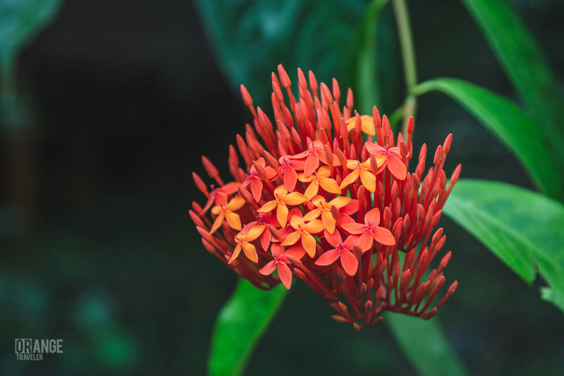 The Flower on the Kinabatanga River