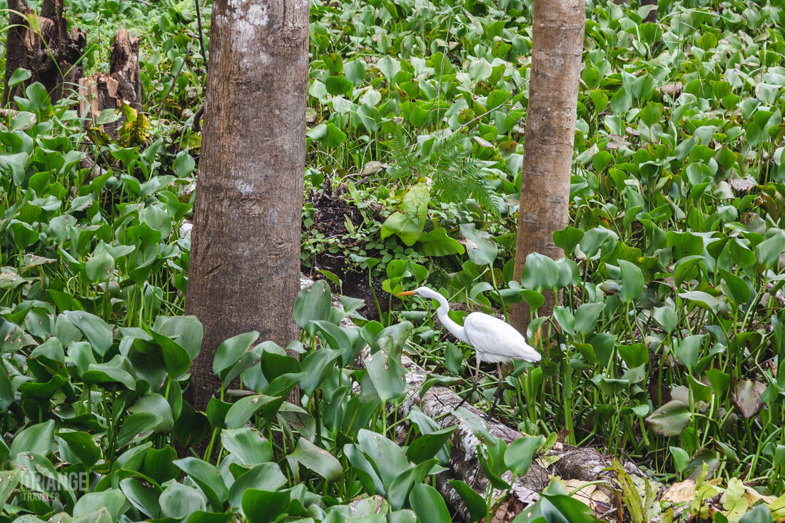 A bird in the jungles of Borneo