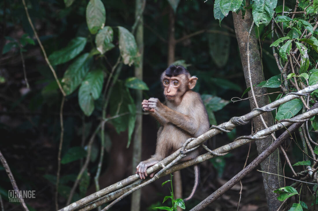 A long-tailed macaque in the Sabah