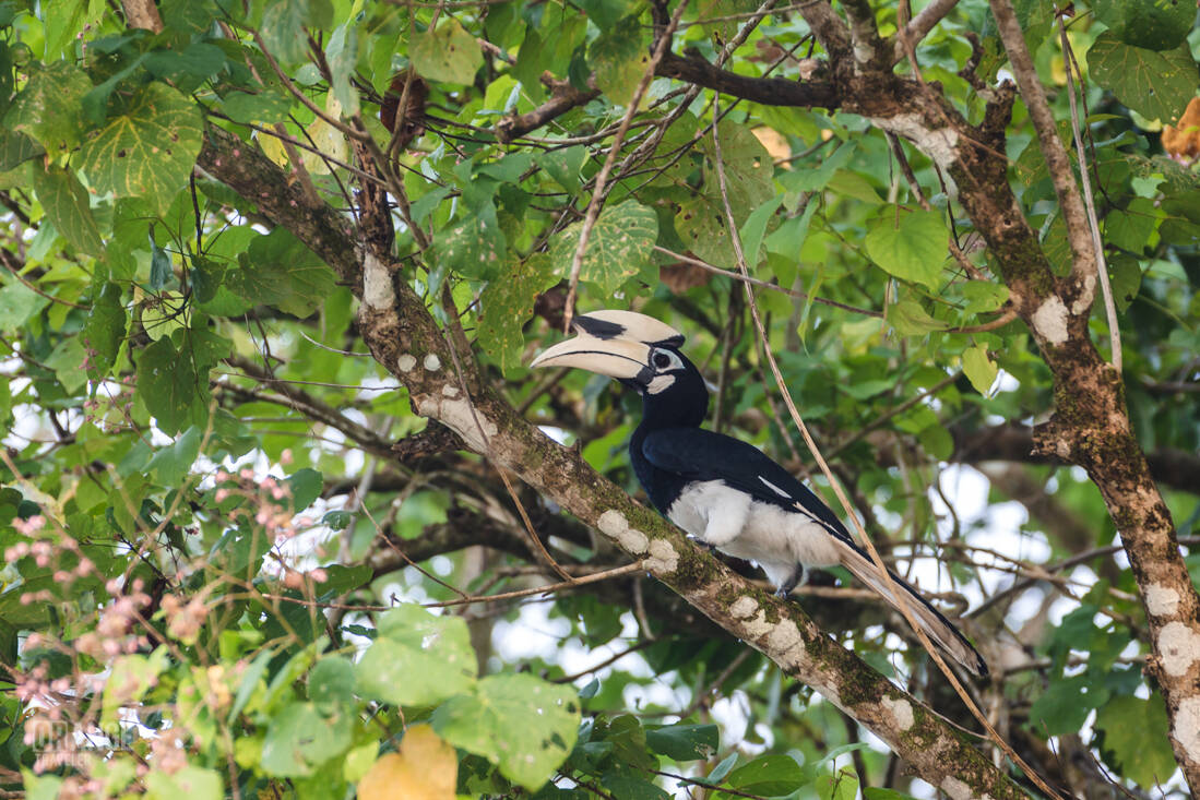 Hornbill in the Borneo jungle