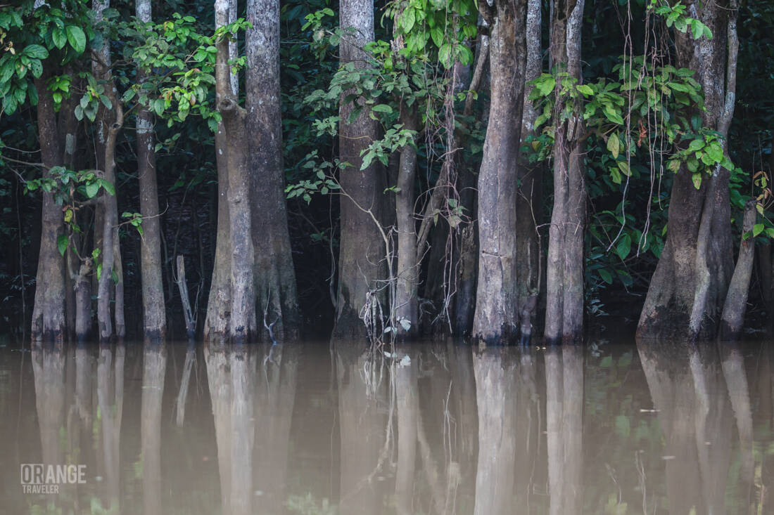 Trees by the river 
