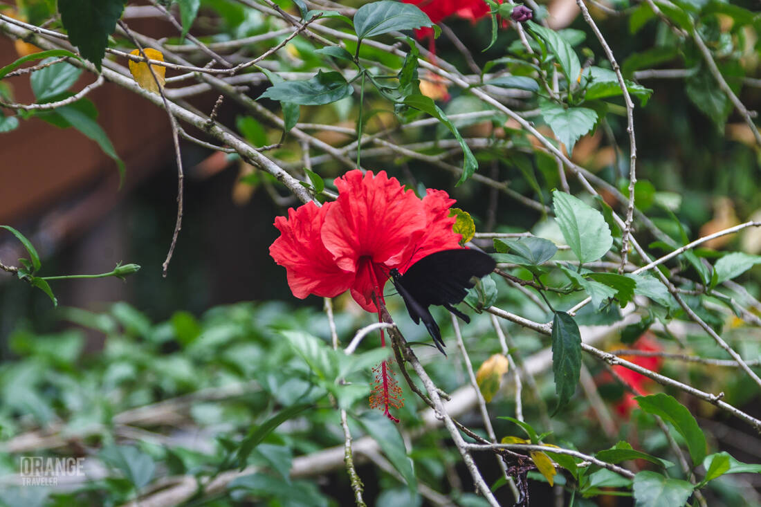 A hibiscus flower and a butterfly on the Borneo