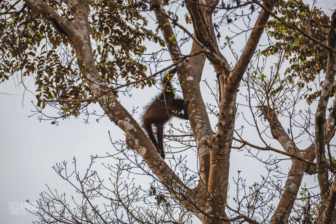 orangutan of Borneo