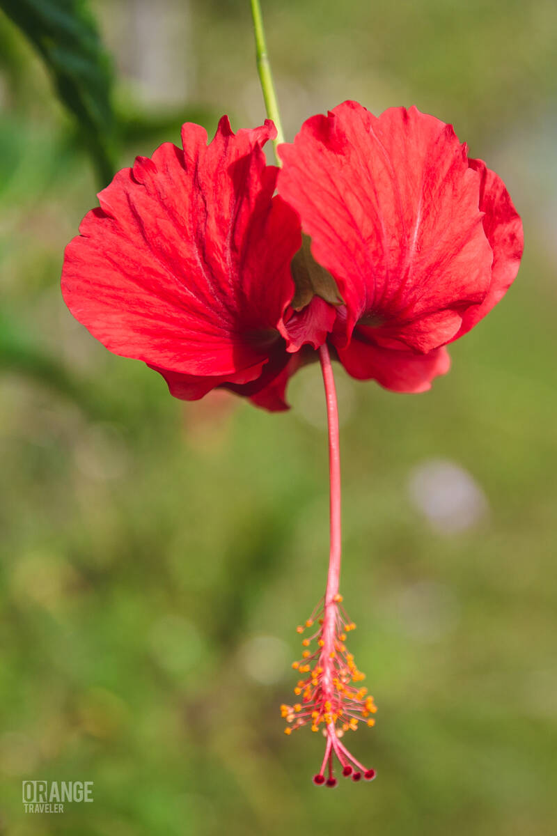 Hibiscus, Malaysia's national flower
