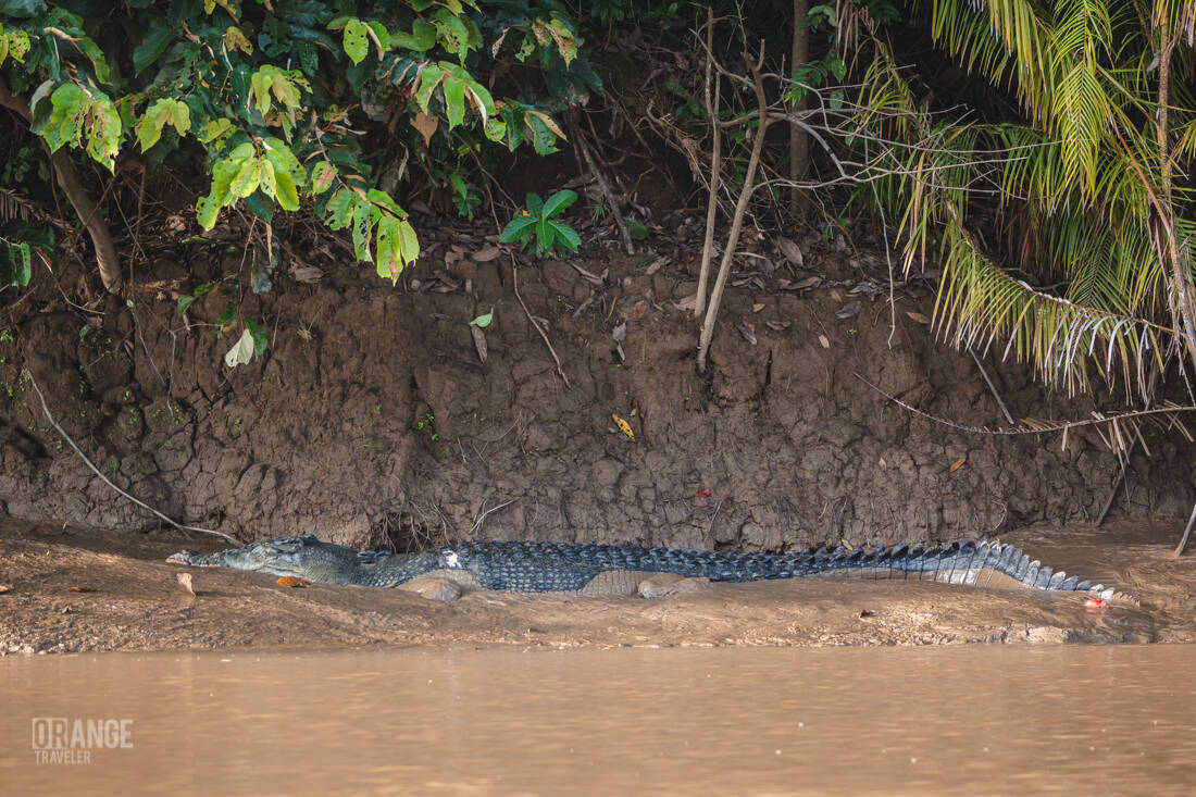 Saltwater crocodile on Borneo
