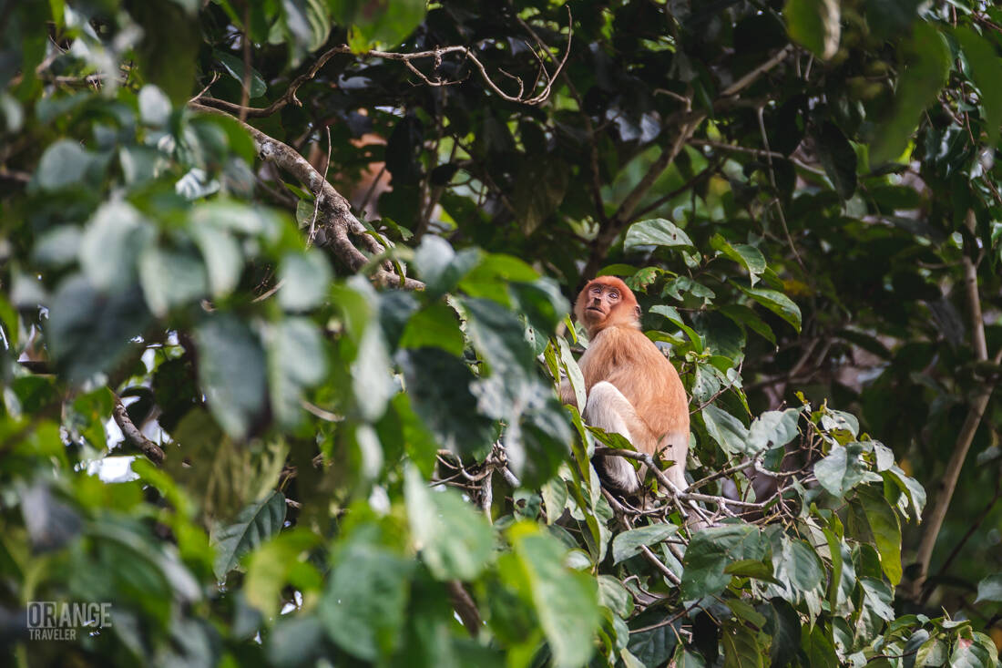 A female proboscis on Borneo