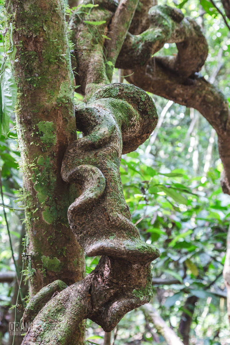 A liana I the jungles of Borneo