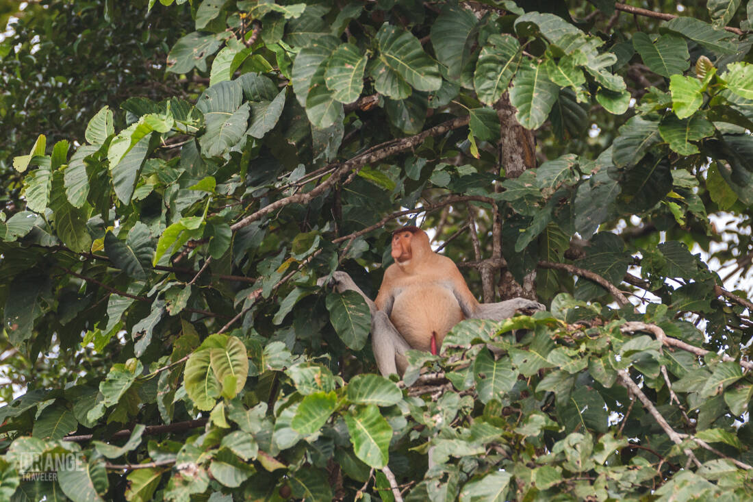 Male Proboscis on Borneo