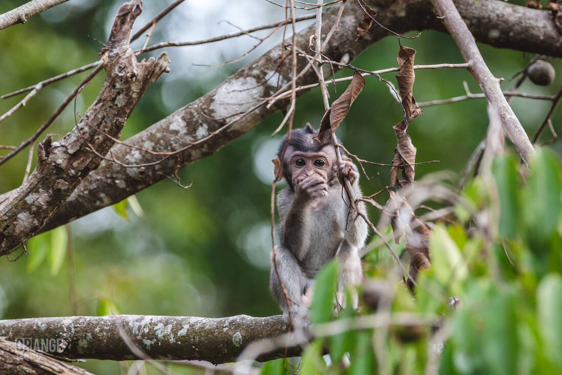 Log-tailed macaque baby