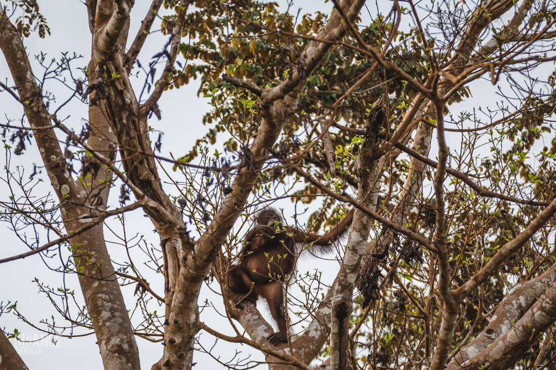 Wild Orangutan in the treetops